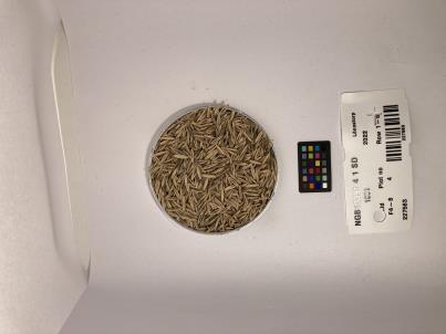 SEED